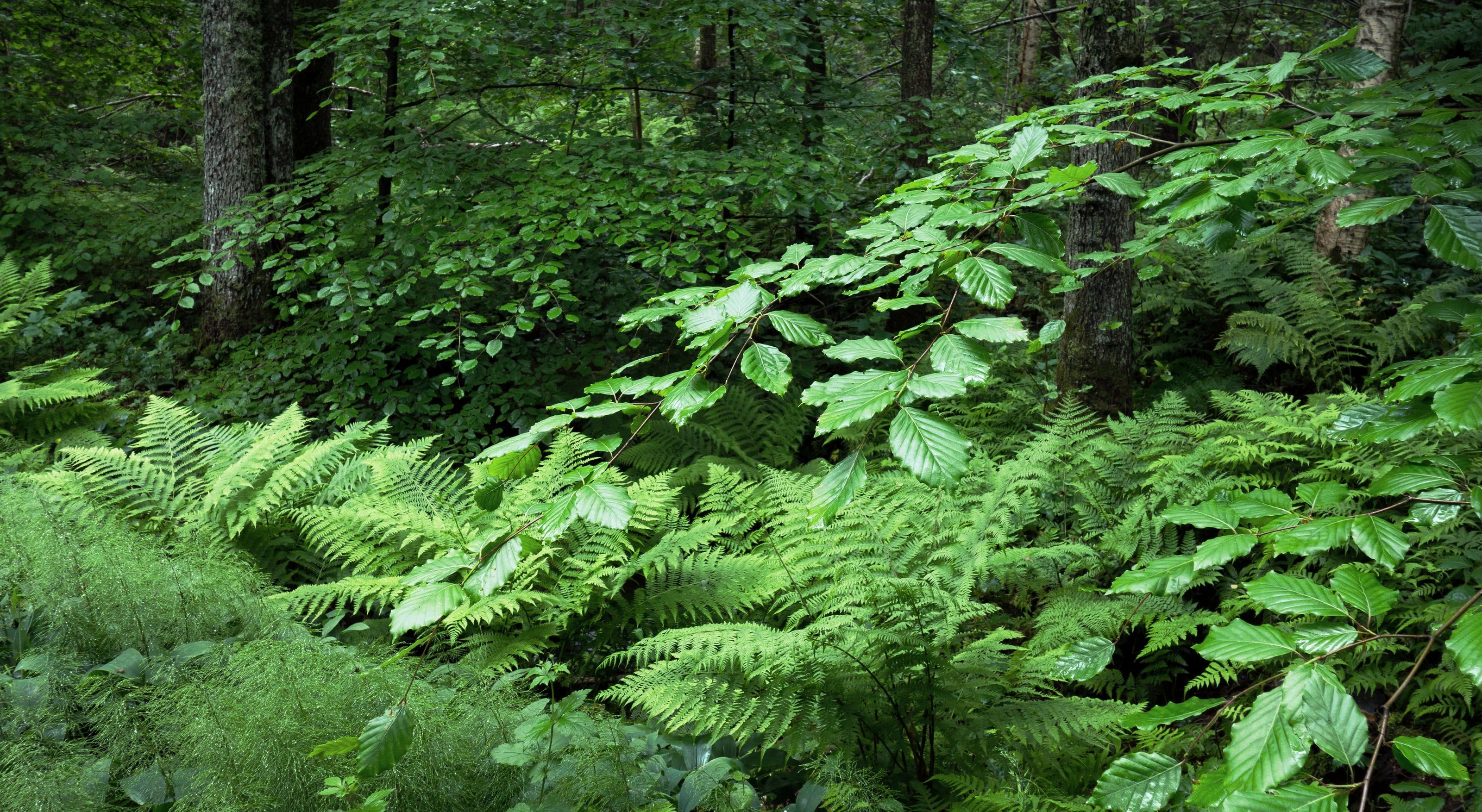 Dense ferns and young beech leaves in a deep green forest.