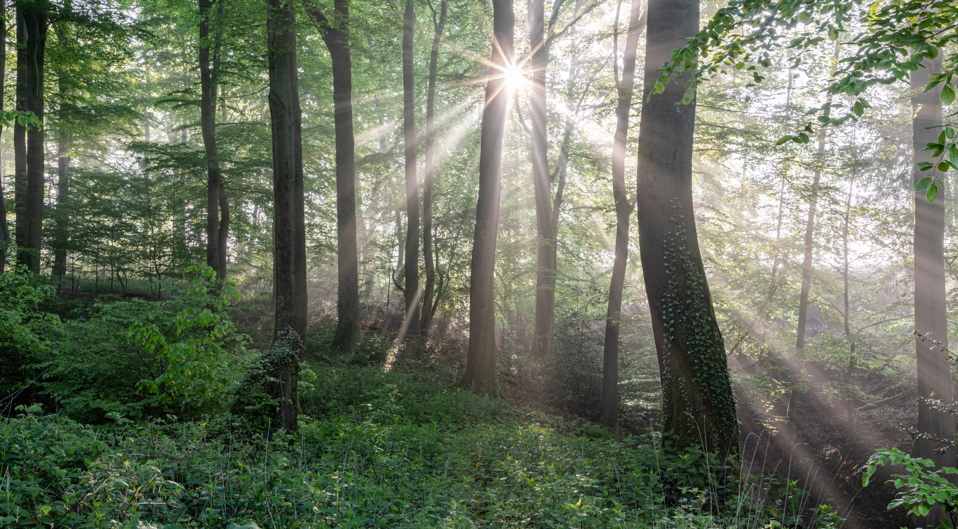 Morning sunlight streaming in rays through tall beech trunks onto a green forest floor.
