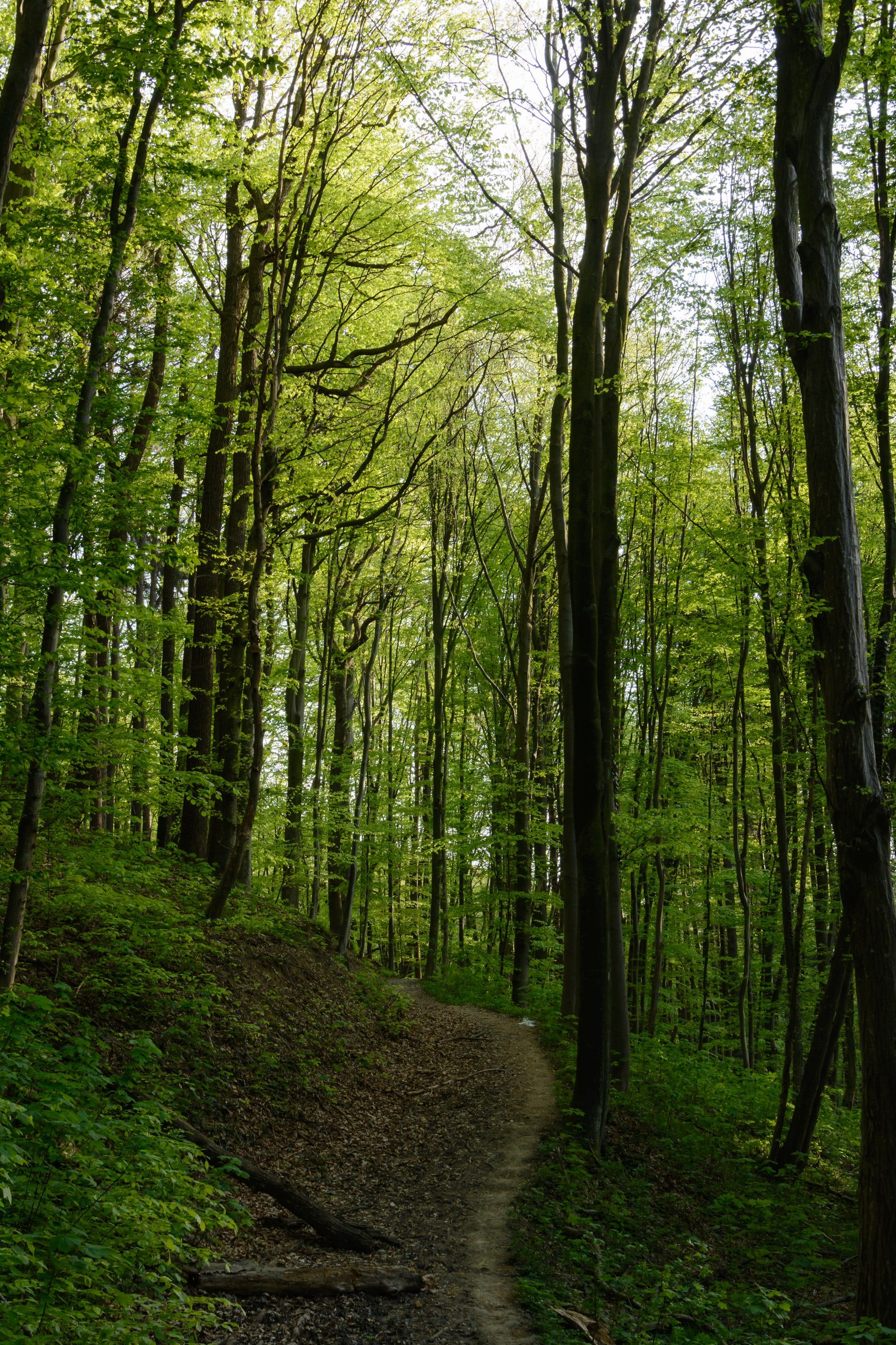 A narrow footpath leading into a fresh green beech forest in spring.